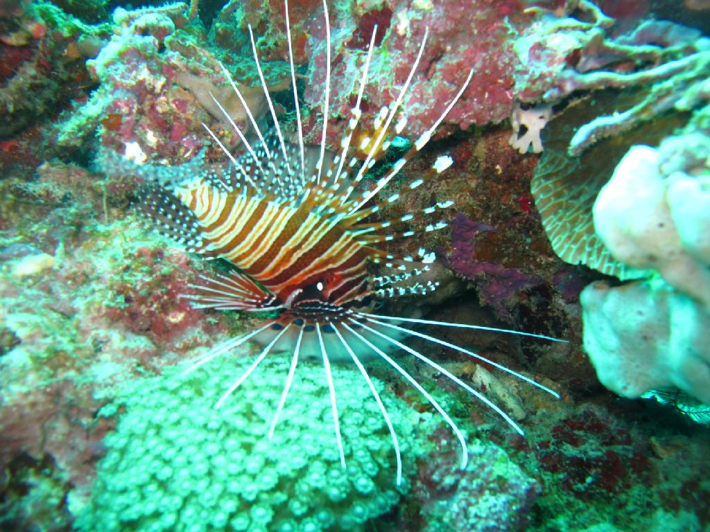 세부막탄 니모다이브샵 - olango talima marine sanctuary