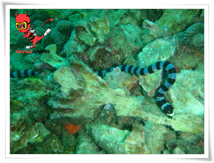 푸켓 - 피피섬 bida nok