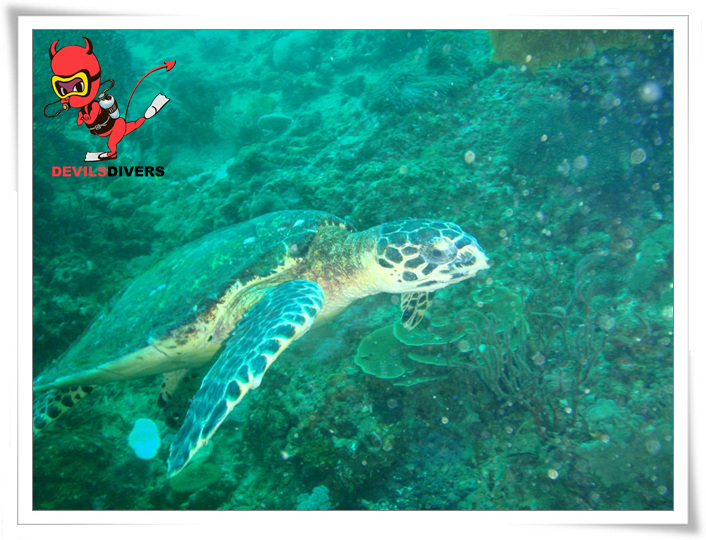 푸켓 - 피피섬 bida nok