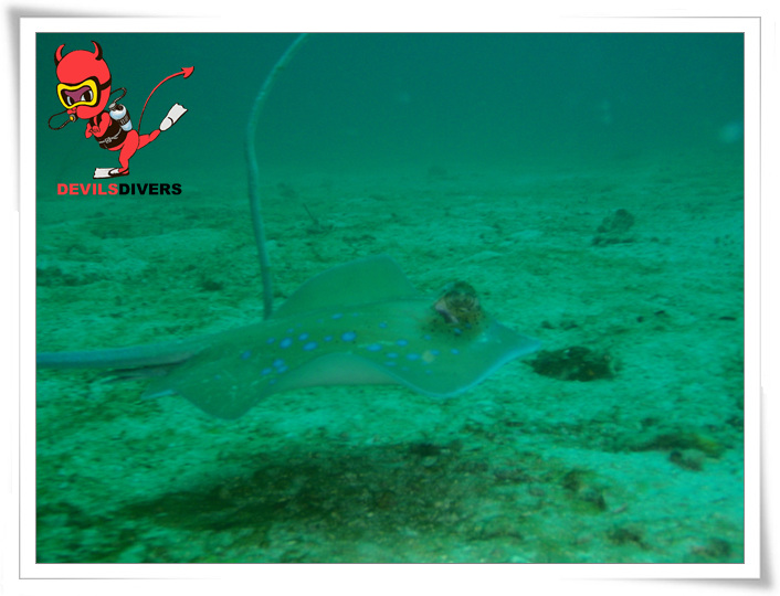 푸켓 - 피피섬 bida nok