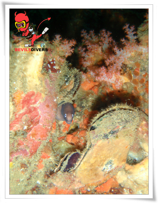 푸켓 - 피피섬 bida nok