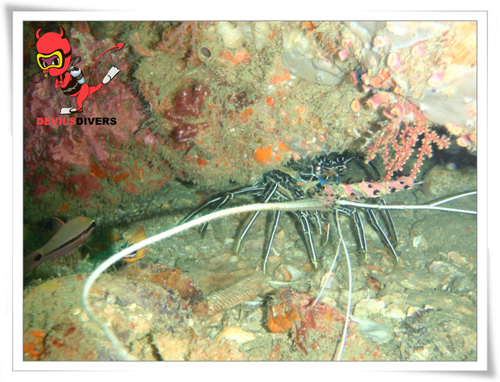 푸켓 - 피피섬 bida nok