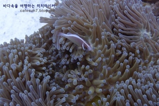 세부막탄 씨홀스 - Olango Talima Sanctuary