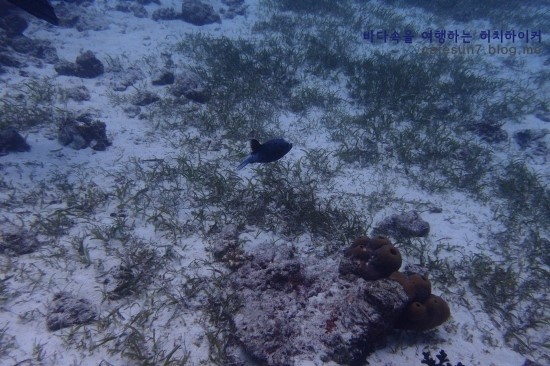 세부막탄 씨홀스 - Olango Talima Sanctuary