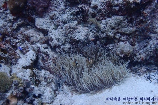 세부막탄 씨홀스 - Olango Talima Sanctuary