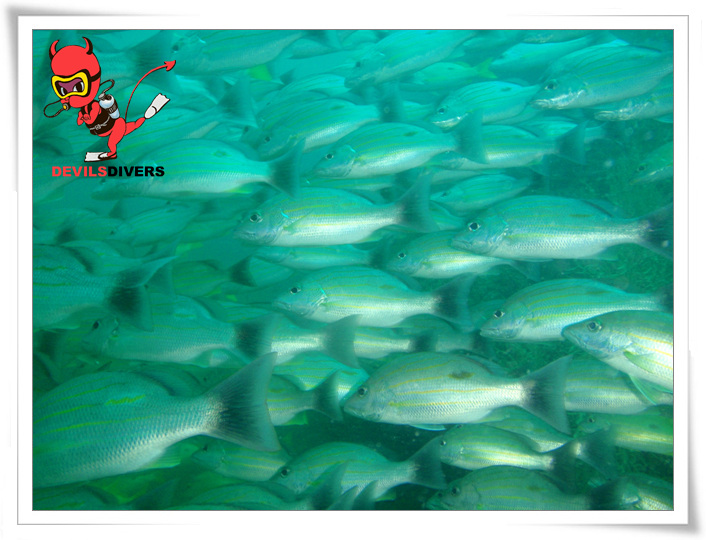 푸켓 - shark point