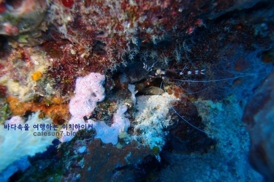 세부막탄 씨홀스 - Olango Talima Sanctuary