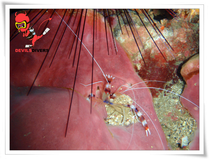 푸켓 - 피피섬 bida nok