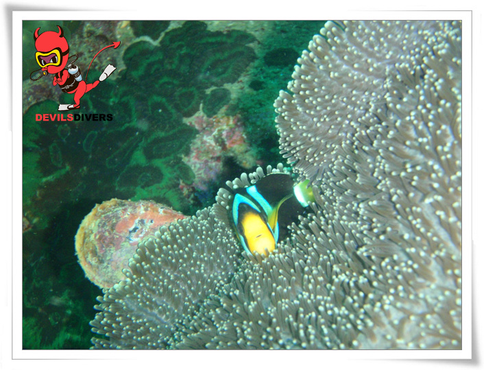 푸켓 - 피피섬 bida nok