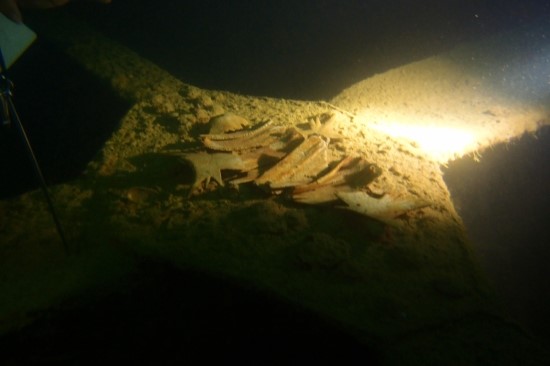 코론 - Olikawa Maru