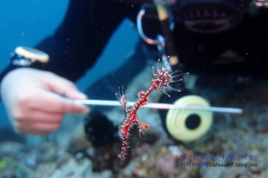 아닐라오 클럽J리조트 - Bethlehem