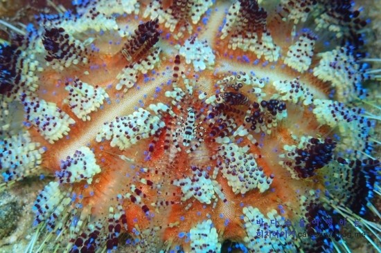 아닐라오 클럽J리조트 - Bethlehem