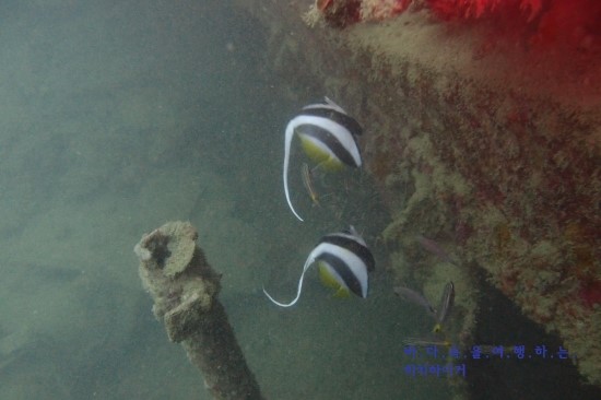 코론 - Olympia Maru