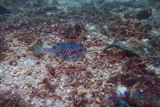 아닐라오 클럽J리조트 - Bethlehem