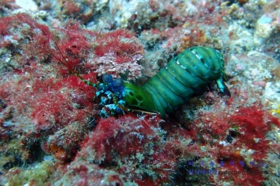 아닐라오 클럽J리조트 - Bethlehem