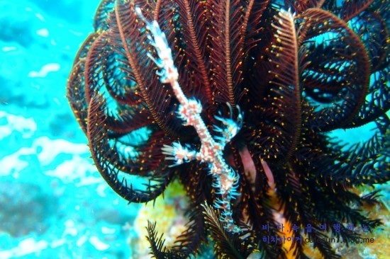 아닐라오 클럽J리조트 - Bethlehem