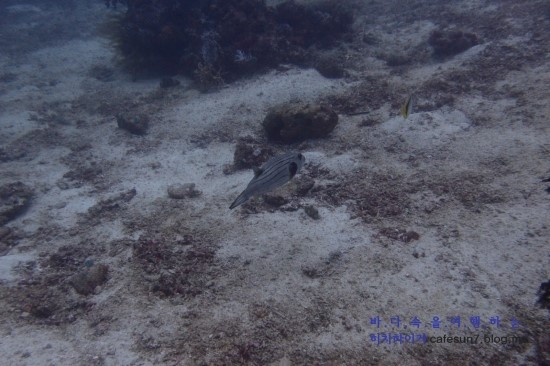 아닐라오 클럽J리조트 - Bethlehem