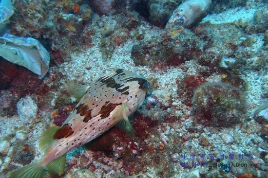 아닐라오 클럽J리조트 - Bethlehem