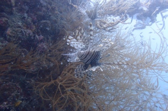 코론 - Marazan Maru