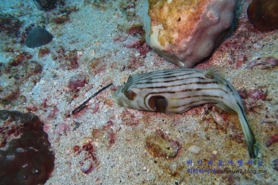 아닐라오 클럽J리조트 - Bethlehem