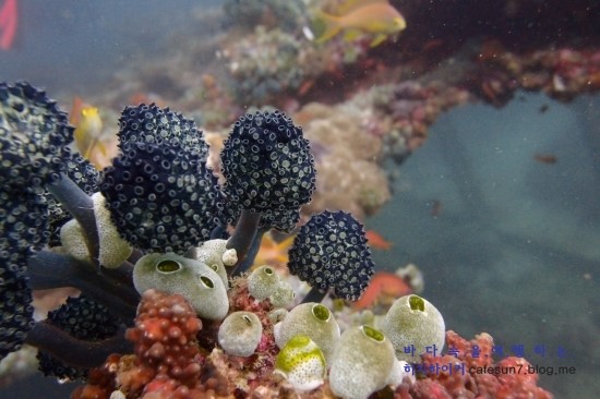 아닐라오 클럽J리조트 - Darylaut