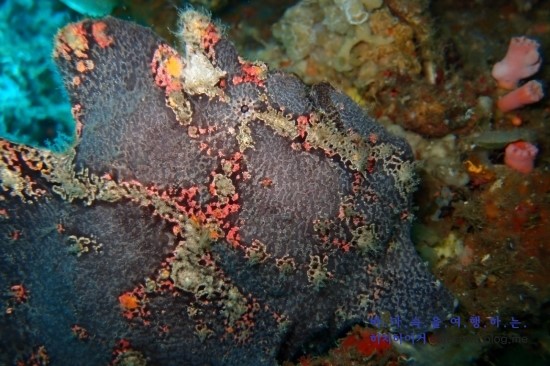 아닐라오 클럽J리조트 - Darylaut