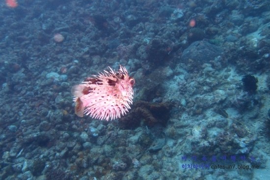 아닐라오 클럽J리조트 - Bethlehem