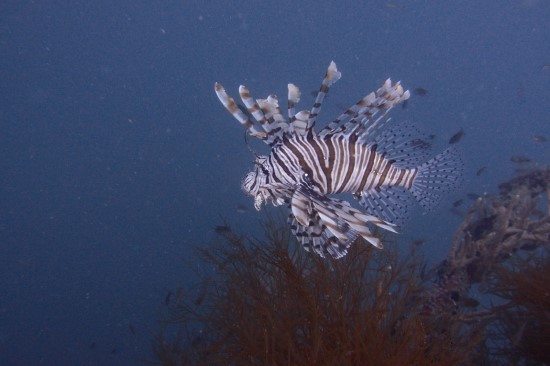 코론 - Marazan Maru