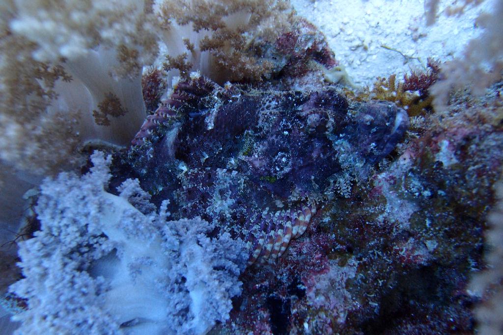 보홀 오션홀릭 - Balicasag-Black Forest