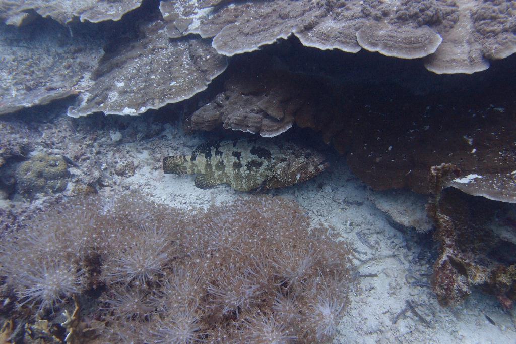 세부막탄 씨홀스 - 날루수안아일랜드