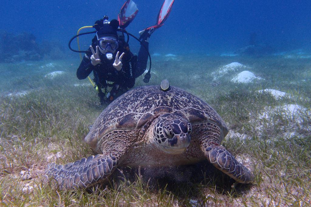 보홀 오션홀릭 - Balicasag-Black Forest