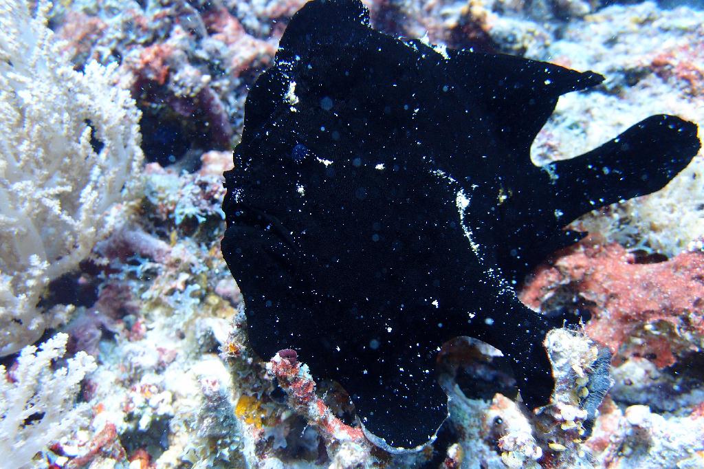 보홀 오션홀릭 - Balicasag-Black Forest