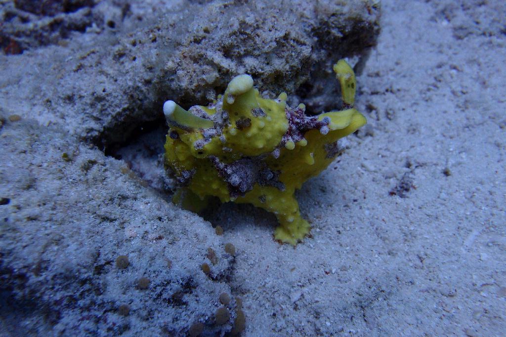 보홀 오션홀릭 - Balicasag-Black Forest