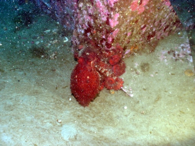 펀다이빙 - 강원도 양양 38마린리조트 - 해삼이네