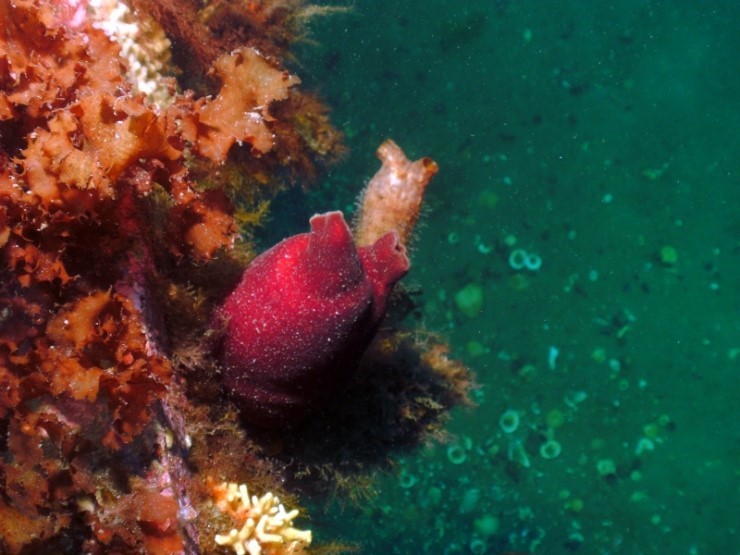 펀다이빙 - 강원도 양양 38마린리조트 - 해삼이네