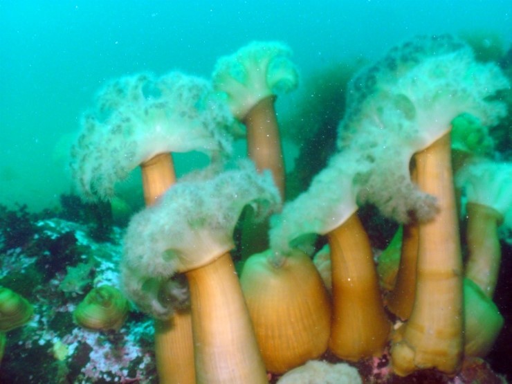 펀다이빙 - 강원도 양양 38마린리조트 - 해삼이네