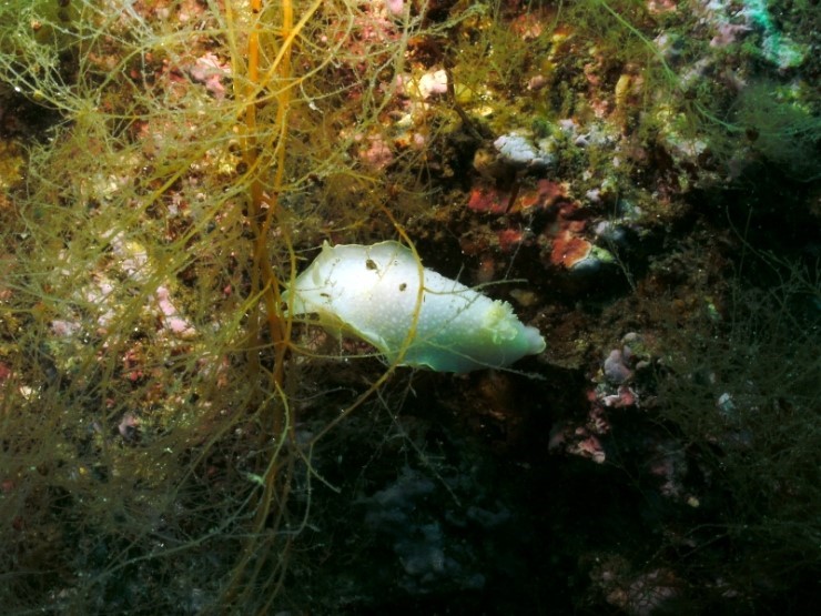 펀디이빙 - 강원도 양양 38마린리조트 - 퓨전