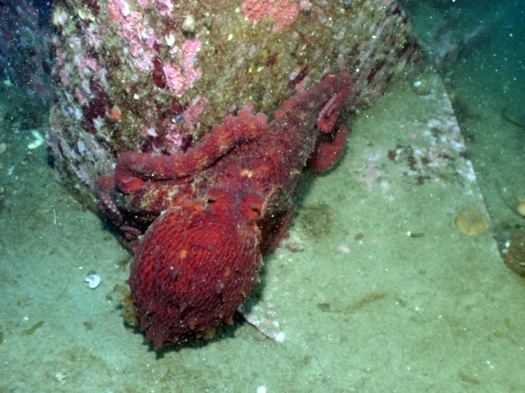 펀다이빙 - 강원도 양양 38마린리조트 - 해삼이네