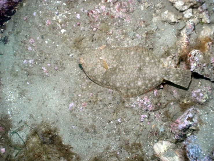 펀디이빙 - 강원도 양양 38마린리조트 - 퓨전