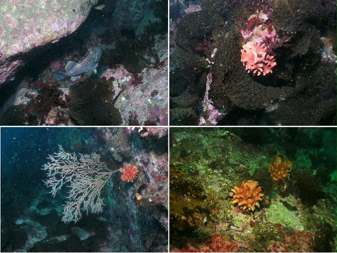 Fun Diving - Yangyang Kangwondo, South Korea - Yung Prow