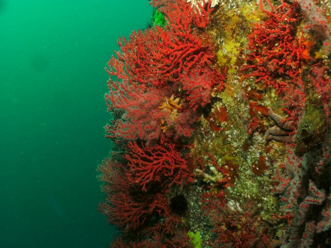 Fun Diving - Yangyang Kangwondo, South Korea - Yung Prow