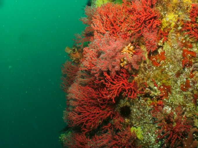 Fun Diving - Yangyang Kangwondo, South Korea - Yung Prow