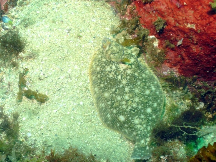 Fun Diving - Yangyang Kangwondo, South Korea - Mojavan