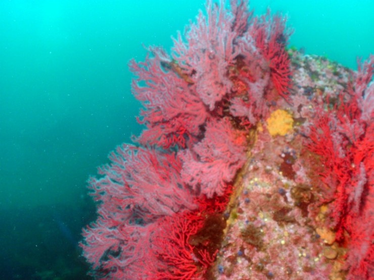 Fun Diving - Yangyang Kangwondo, South Korea - Hae-Sam-i-Ne