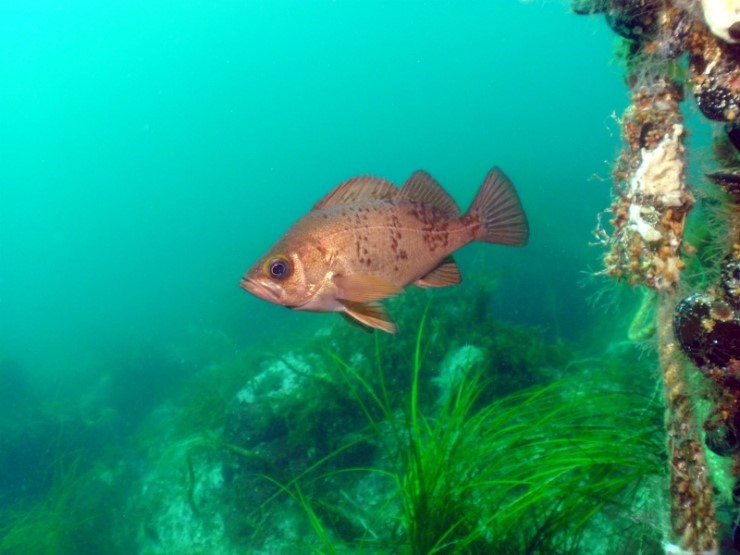 Fun Diving - Yangyang Kangwondo, South Korea - Mojavan