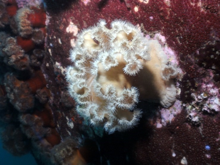 Fun Diving - Yangyang Kangwondo, South Korea - Achi