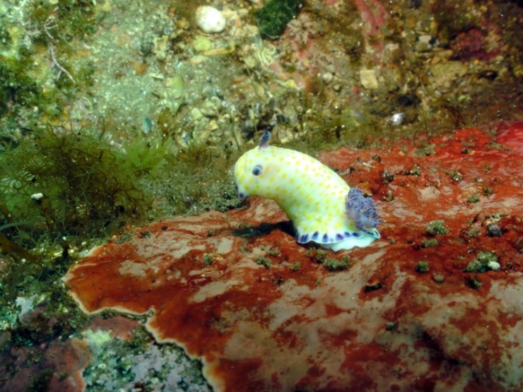 Fun Diving - Yangyang Kangwondo, South Korea - Mojavan