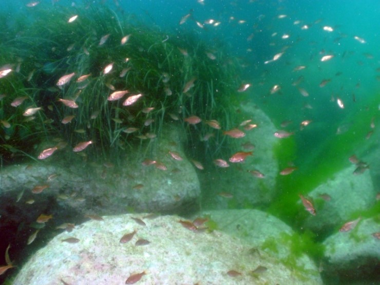 Fun Diving - Yangyang Kangwondo, South Korea - Mojavan