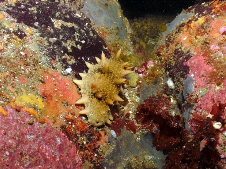 Fun Diving - Yangyang Kangwondo, South Korea - Achi