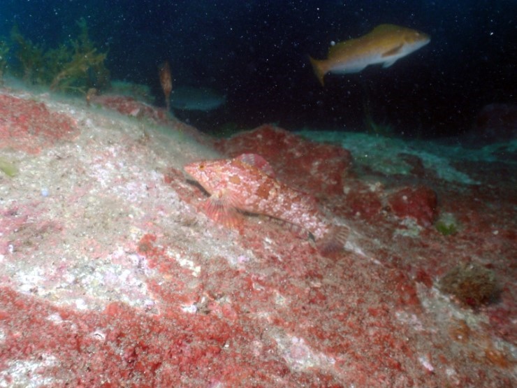 Fun Diving - Yangyang Kangwondo, South Korea - Achi